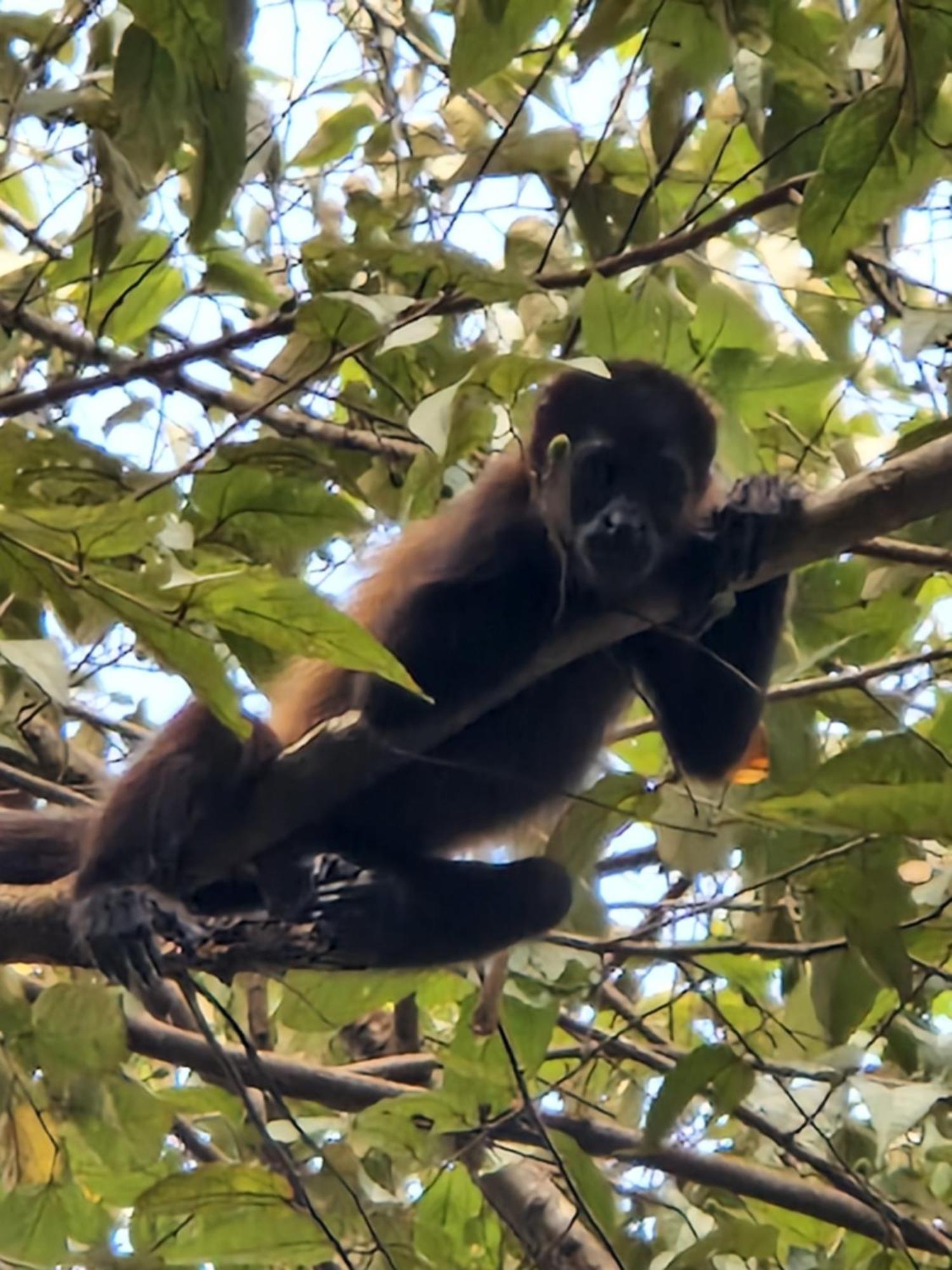 Villas Jungle 5 Sámara Eksteriør billede